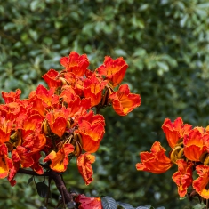 火焰树花