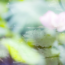 咏芙蓉