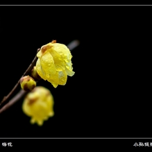 梅花香自苦寒来