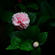 2015茶花季