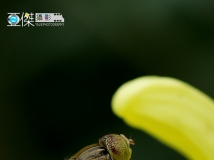 菊花V&小虫