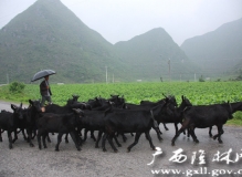 惠海影像俱乐部·南宁马山黑山羊美食节+弄拉生态村一日游[南宁市]