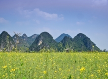 壮乡油菜花