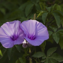 牵牛花