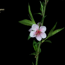 桃花笑春风