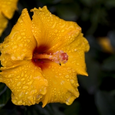 细雨中拍花