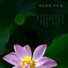 西大 夏荷