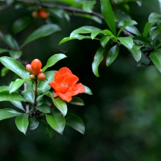 火红的石榴花