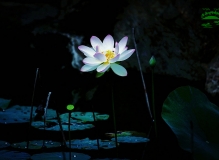 清凉夏日----又到荷花盛开时。。。