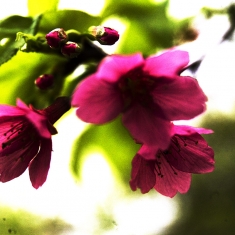 樱花