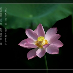 初夏赏荷