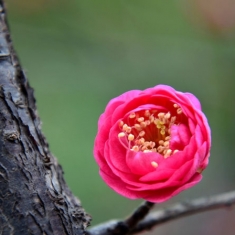 红梅花开