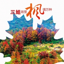 到宜州·屏南枫叶节置身夺目的艳红中   文：刘国雄