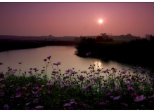 夕阳下的格桑花