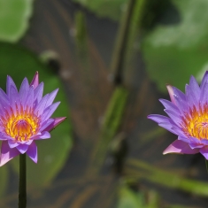睡莲花 3