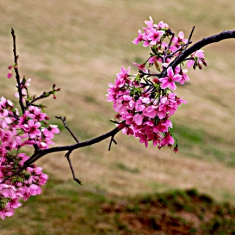 樱花龙(在百色市龙景湖畔樱花园）