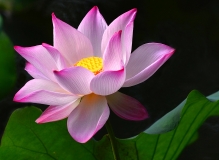 西大...夏荷
