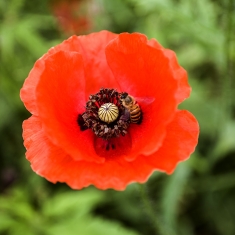 蜜蜂与花