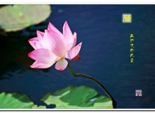 ———夏日红荷———