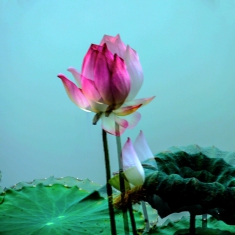 荷趣