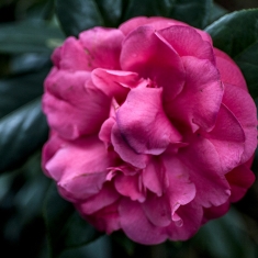 红茶花