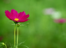 格桑花开