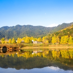 灵川海洋银杏（4）思安头《翠湖秋影》