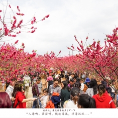 桃花依旧