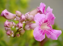 美丽鲜花献给你——