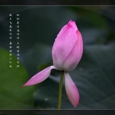 雨后荷之美（2）