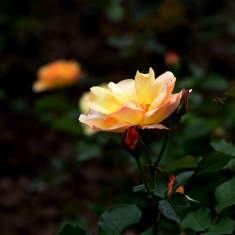 月季花与蜜蜂