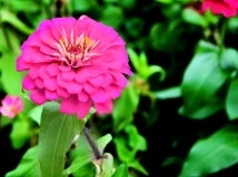 再发三张不知名称的鲜花