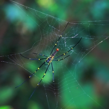 美丽神奇的小生物