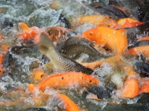 --------鲤争------------人民公园6.17