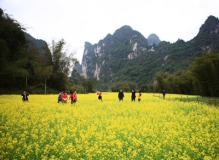 隆安屏山乡油菜花正开 你准备好了吗？