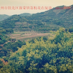 广西钦州市钦北区新棠镇10万亩荔枝花在绽放，mhrs2020.3.11小拍