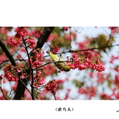 小白追鸟人
