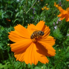 蜜蜂
