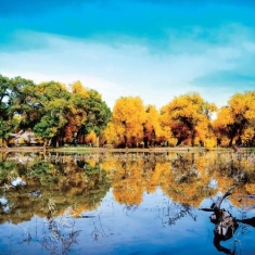 调出倒影如画的胡杨美景