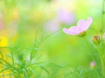 花语