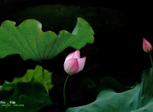 西大.......菏色