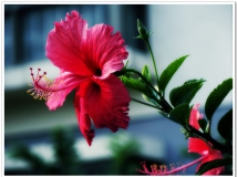 《花一组》---随拍