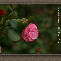 山茶花（1）