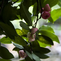 这是什么菓？