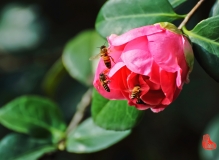 茶花盛开蜂正忙