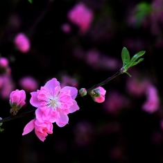 粉红色的记忆----桃花