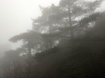 大雾黄山松