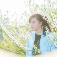 淡淡李花香