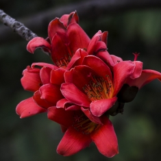木棉花
