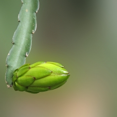 近摄霸王花蕾